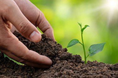 Verimli topraklarda ve düzenli bakımda yetişen bitkiler bitkilerin büyümesini ve gelişmesini sağlayacak..