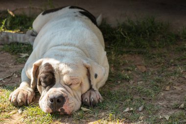 Amerikan zorba köpeği öğleden sonra dinleniyor..