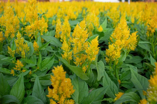 Çiçek, bitki, arjantin çayı, horoz ibiği. Parkta güzel sarı bir renk var..