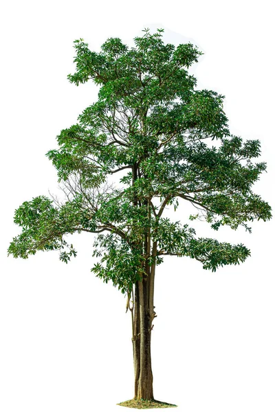 Ağaç, bilimsel adı Dipterocarpus alatus olan beyaz arkaplandan tamamen ayrılır. .