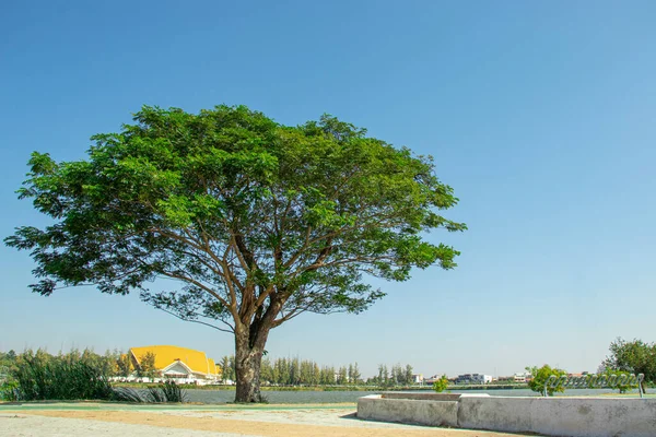 Yağmur Ağacı, Doğu Hindistan Cevizi. Samanea saman (Jacq) olarak bilinen bilimsel bir adı var. Merr. Mavi gökyüzü arkaplanı ile.