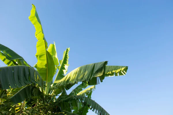 Mavi gökyüzü arkaplanının altında muz ağacı.