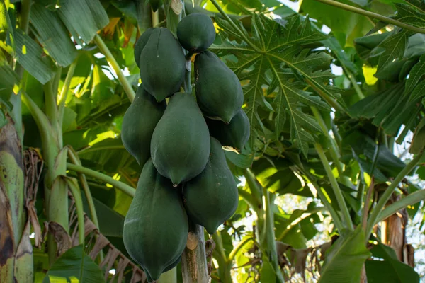 Carica papaya, Papaya, Melan Tree, Paw Paw Ağacına meyve veren.