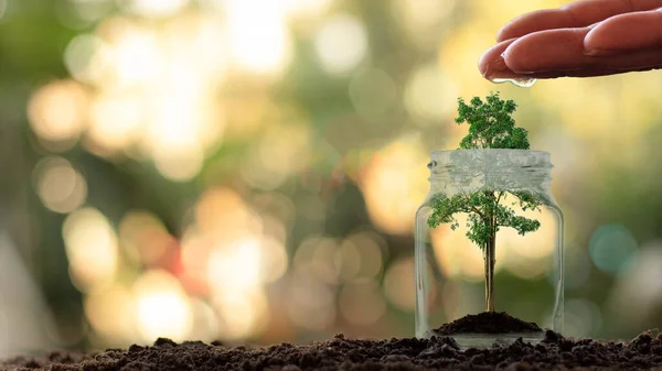 Cam bir kavanozda büyüyen yeşil bitkiler ve sulama ile ilgileniliyor..