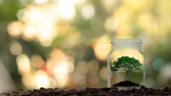 Cam bir kavanozda büyüyen yeşil bir ağaç.