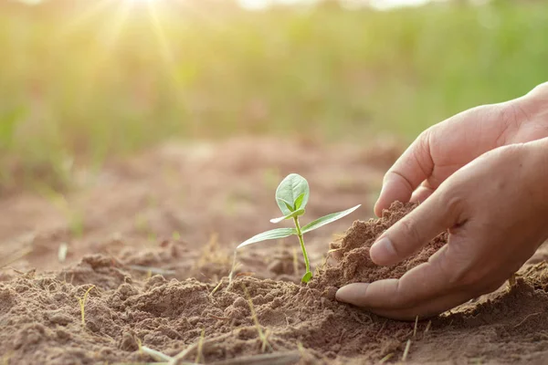 İnsan eliyle yetiştirilen genç bitkiler iyi bir gelecek için verimli toprak sağlıyor..