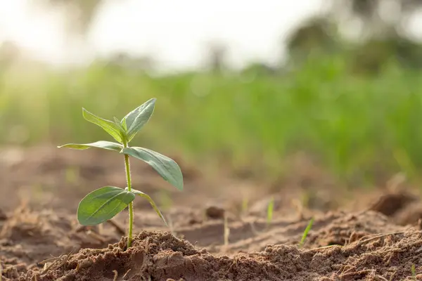 Küçük bir ağaç ya da tek başına büyüyen genç bir bitki ve güneş batıyor..