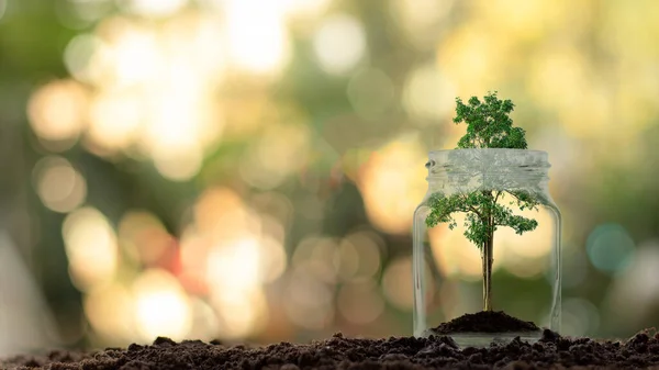 Cam bir kavanozda büyüyen yeşil bir ağaç..