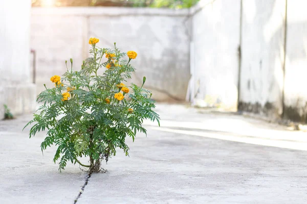 Kadife çiçeği (Tagetes erecta L.) Bitkiler sabırla beton zeminde yetişir..
