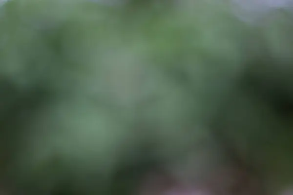 Baharda ve yaz aylarında bahçe arka planı, Görüntü Doğa Parkı. Bokeh ışıklandırması arka planında bulanık ağaç yapısı..