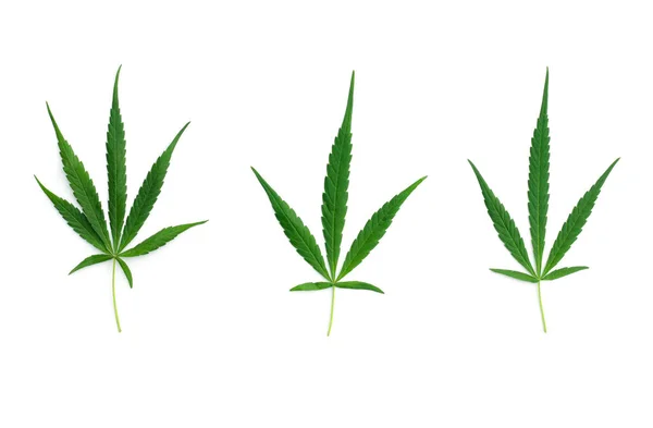 (Beyaz arka plana üç adet çoklu loş marihuana yaprağı yerleştirildi.