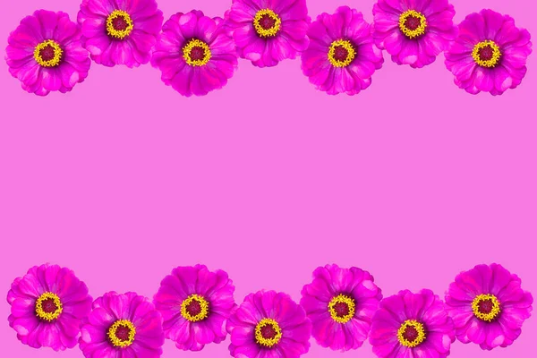 Spring Flower Pink Flowers Pink Background Paste View Copy Area — Stock Photo, Image