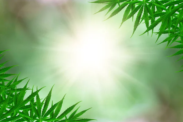 Doğal yeşil arkaplan kopyalama alanı üzerinde marihuana-kenevir yeşil yaprakları çerçeve.