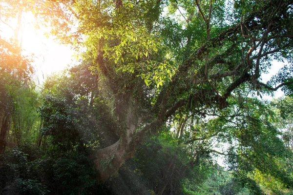 Zengin yeşil ormanda büyük bir ağaç Ve güneş parlıyor.