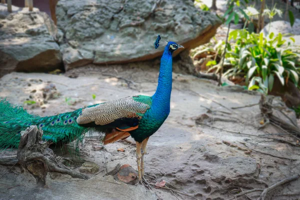 Photograph Side Graceful Peacock Its Colors — Stock Photo, Image