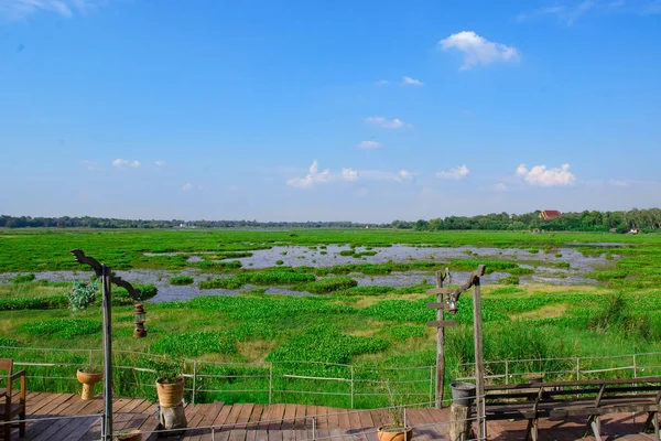 Uçsuz bucaksız göl manzarası otlarla, yeşil otlarla ve bulutlarla dolu parlak mavi gökyüzünde süzülüyor.