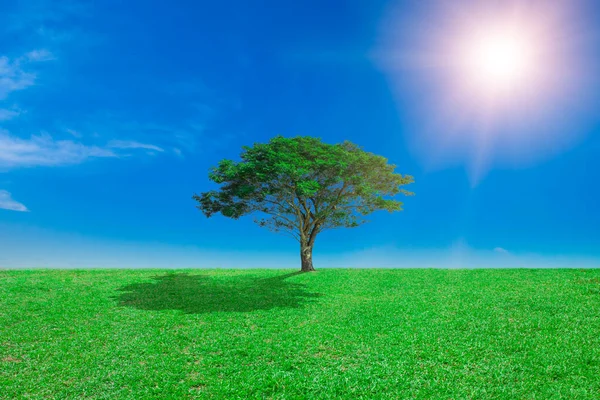 Yeşil çayırların ortasında büyük ağaçlarla ve öğleden sonra güneşinin parladığı mavi gökyüzüyle bir manzara..