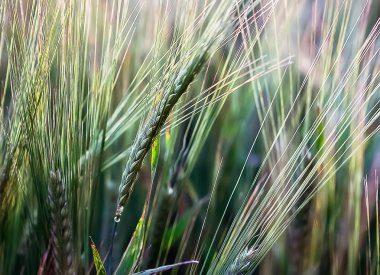 Kulakları arpa doğada