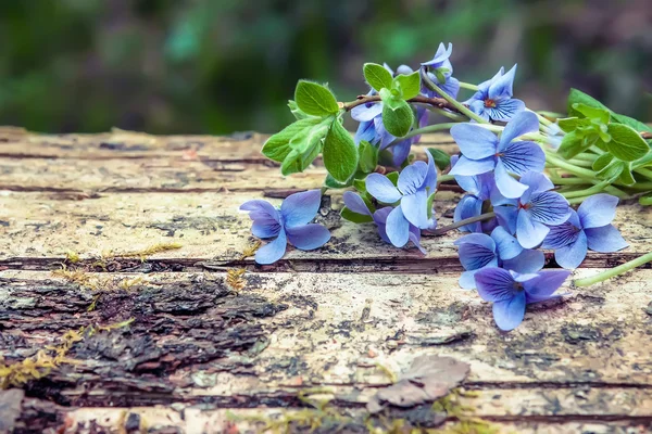 Fioletowy Las na tle starego pnia drzewa — Zdjęcie stockowe