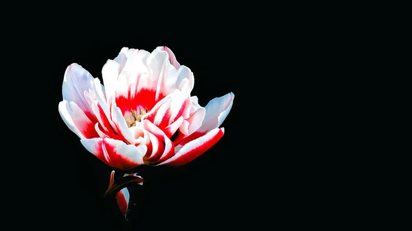 Tulipe rouge et blanche gros plan sur fond noir — Photo