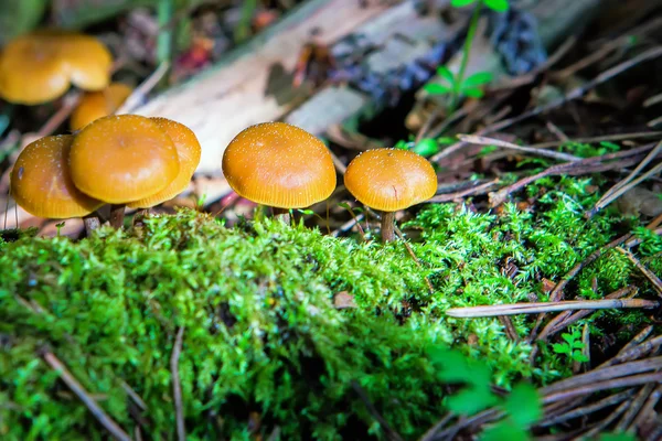 Grupo de hongos pequeños en musgo —  Fotos de Stock