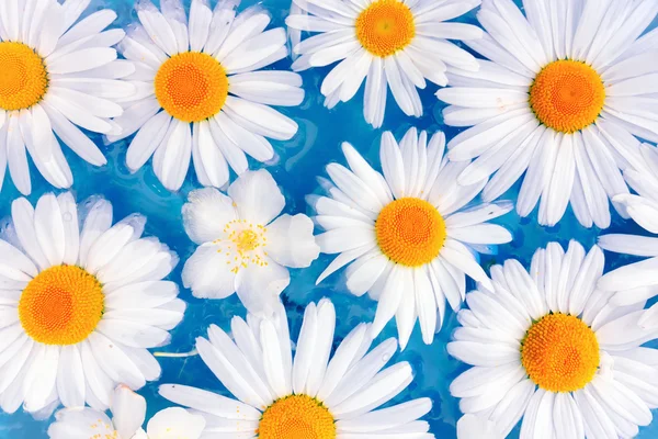 Flowers of daisies or chrysanthemums in the water — Stock Photo, Image