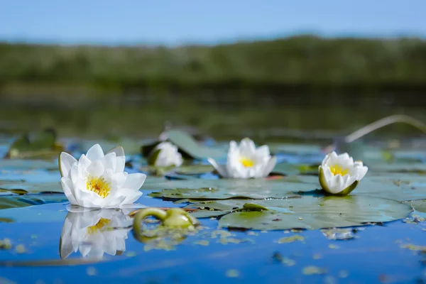 池塘里的白水花 免版税图库照片