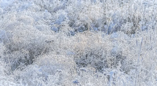 Téli háttér a fagyasztott fű — Stock Fotó