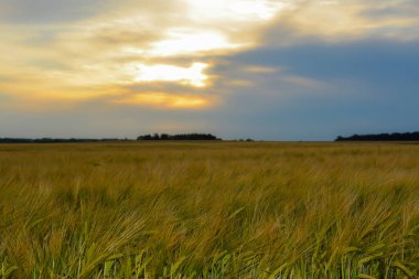 Güneş doğarken / batarken buğday tarlası