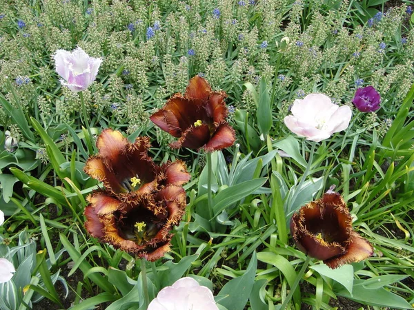 Çiçek açan laleler. Hollanda 'nın parklarında güzel, alışılmadık laleler.