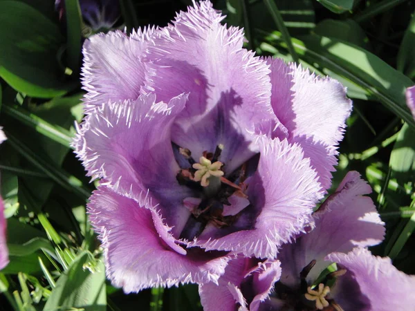 Çiçek açan laleler. Hollanda 'nın parklarında güzel, alışılmadık laleler.