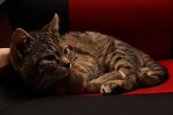 Month Old Gray Kitten Sleeps Red Black Chair Calm Kitten — Stock Photo, Image