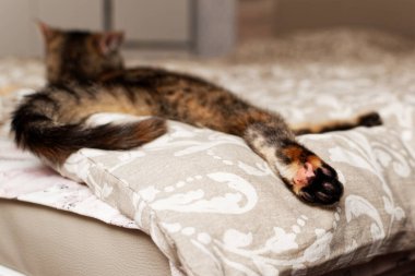 Yavru kedi pençesi, yatağa yaklaş.