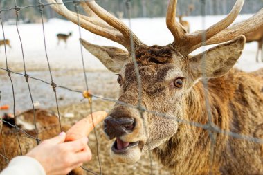 Geyik kafası çitin arkasında. Geyik havuç yer.