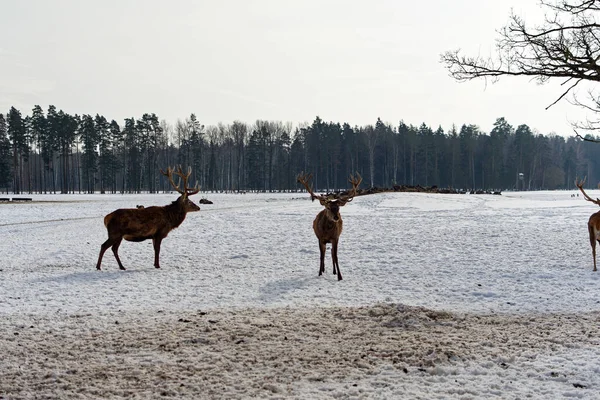 Two brown deer stand in the snow in the backlight