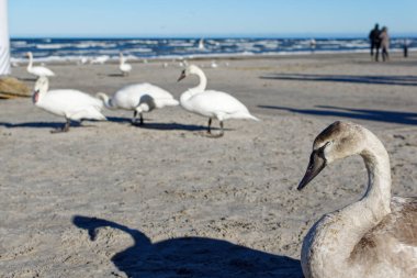 Güneşli bir günde kumsalda gri kuğular. Kumda beyaz kuğuların arka planında gri kuğu.