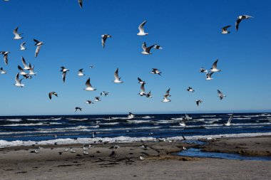 Bir martı sürüsü kumsalda havada uçuyor. Güneşli bir günde kumsalın arka planında martılar. Deniz ve kumun arka planında martılar.