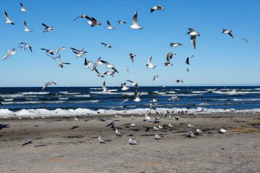 Bir martı sürüsü kumsalda havada uçuyor. Güneşli bir günde kumsalın arka planında martılar. Deniz ve kumun arka planında martılar.
