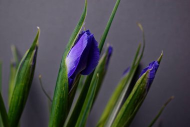 Gri arka planda mor iris tomurcuğu. Sarı çiçekli mavi-menekşe. Vazodaki çiçekler.