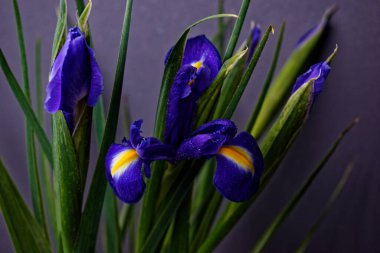 Gri bir arka planda çiçek açan mor iris tomurcuğu. İriste, su damlaları sabah çiği gibidir. Sarı çiçekli mavi-menekşe. Vazodaki çiçekler.