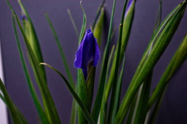 Gri arka planda mor iris tomurcuğu. Sarı çiçekli mavi-menekşe. Vazodaki çiçekler.