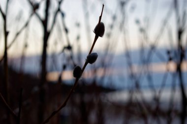 Çiçek açan bir söğüt dalının silueti, arka plan bulanık, küçük bir alan derinliği. Günbatımının arka planında.