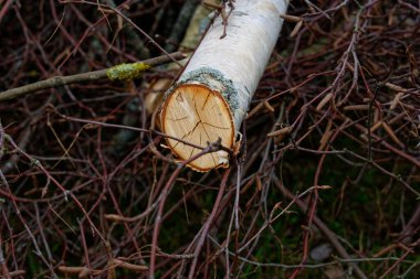 Bir huş ağacının yakın çekim kesimi.