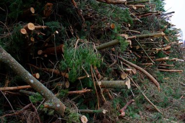 Çam dalları bir yığın halinde kesilmiş. Ağaçları kesme kavramı. Ormanların tahrip edilmesi.