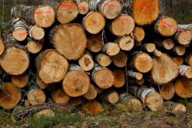 Devrilmiş ağaç gövdeleri bir yığın halinde yığıldı. Bir dilim görünür. Ağaçları kesme kavramı. Ormanların tahrip edilmesi