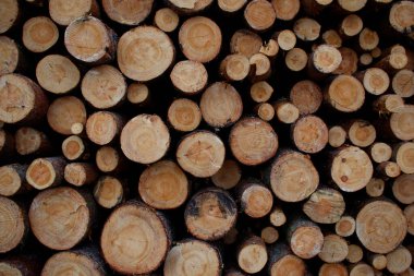 Yığılmış çam kütükleri. Bir dilim görünür. Ağaçları kesme kavramı. Ormanların tahrip edilmesi