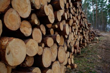 Yığılmış çam kütükleri. Bir dilim görünür. Ağaçları kesme kavramı. Ormanların tahrip edilmesi