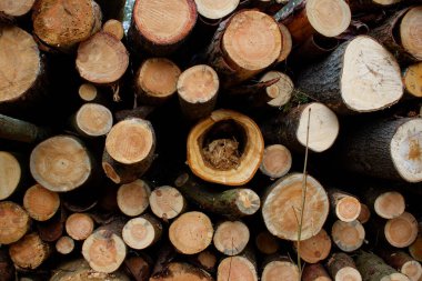 Yığılmış çam kütükleri. Bir dilim görünür. Ağaçları kesme kavramı. Ormanların tahrip edilmesi