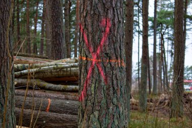 Çam sandıkta boya izi var. Ağaçları kesme kavramı. Ormanların tahrip edilmesi