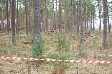Çam sandıkları kasetlere sarılmış. Kesik ağaç gövdeleri çitle çevrilmiş. Ağaçları kesme kavramı. Ormanların tahrip edilmesi
